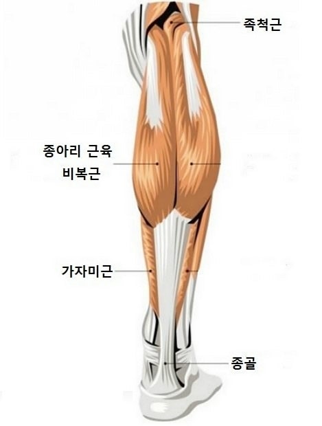 종아리 근육의 뭉침을 잘 풀기 위해서는 10