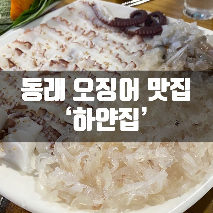  동래 오징어회 문어숙회가 맛있는 하얀집에서 술한잔!(+두잔세잔네잔)
