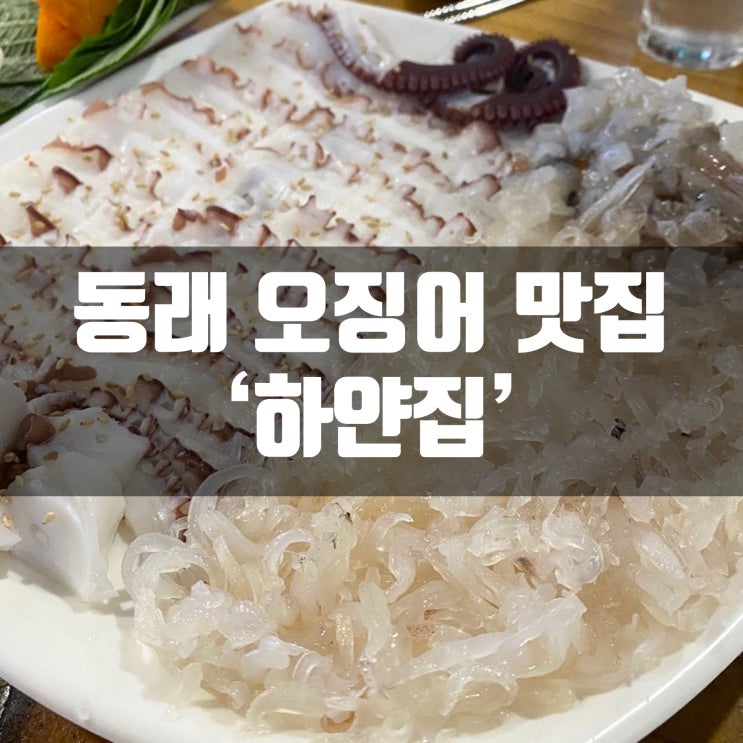 동래 오징어회 문어숙회가 맛있는 하얀집에서 술한잔!(+두잔세잔네잔)