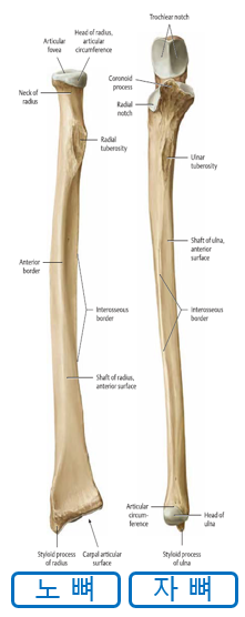 자유팔뼈(Free upper limb)에 대해 알아봅시다. : 네이버 블로그