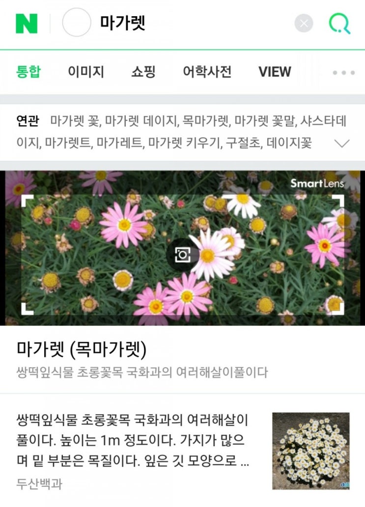  이쁜 들꽃아 너의 이름은 무엇이니?(네이버 스마트렌즈를 이용한 꽃이름 찾기)
