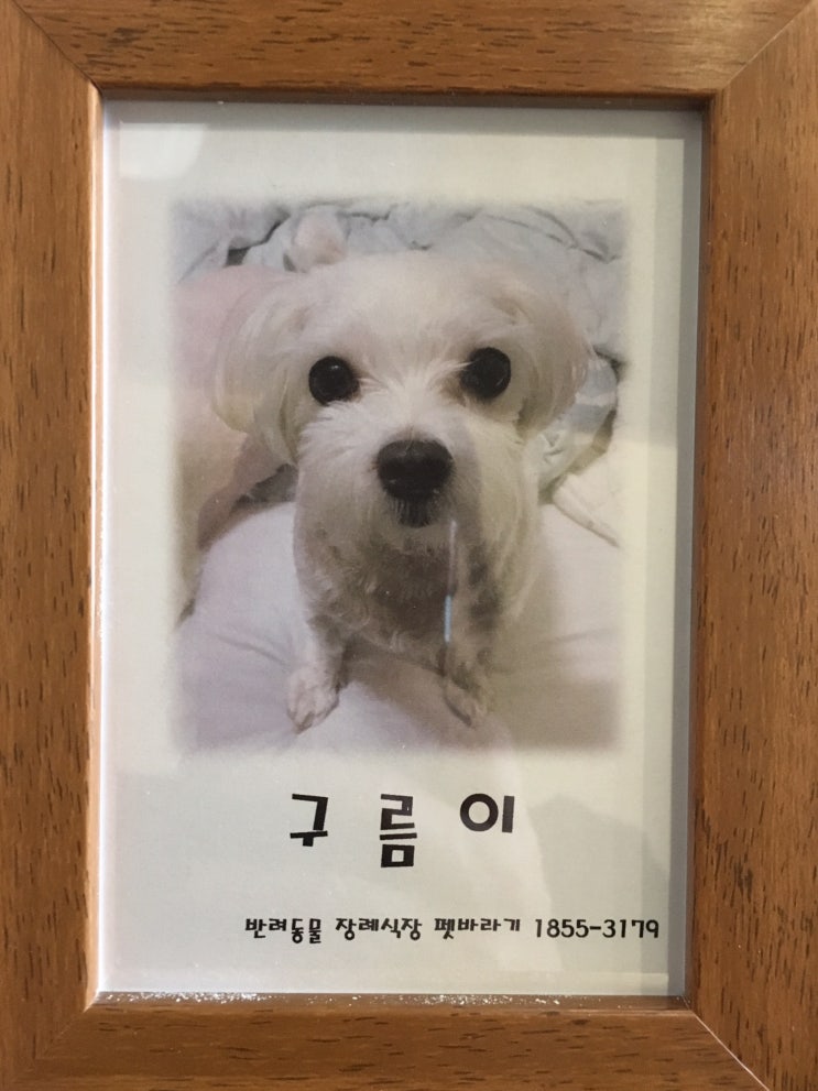  강아지 장례 구름이를 무지개다리로 보낸 후