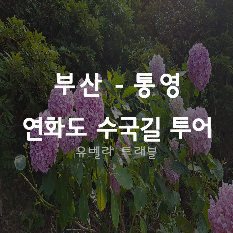  [부산출발] 통영 연화도 보덕암 수국길 수국축제 부산수송버스 포함