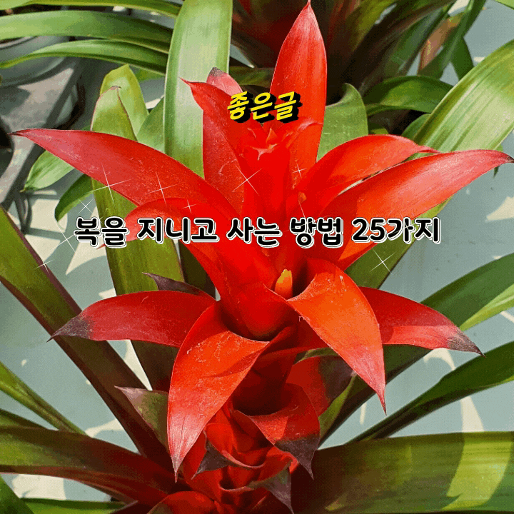  좋은글]복을 지니고 사는 방법 25가지 