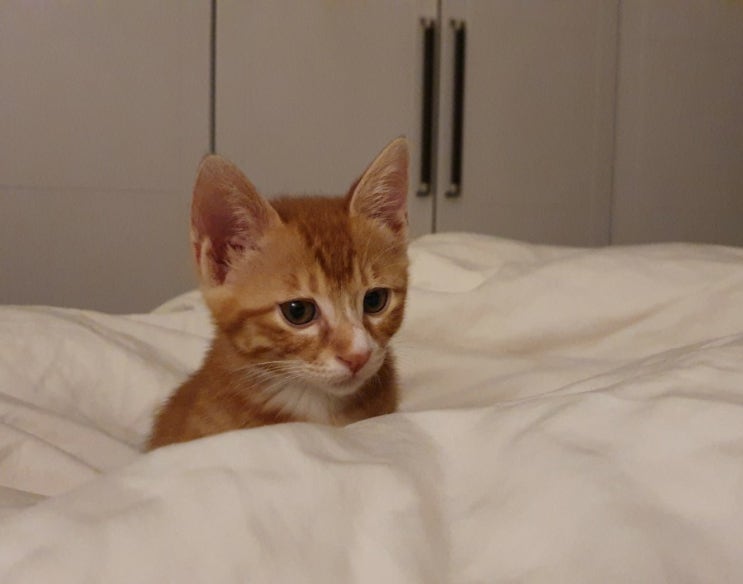  아기고양이 첫 예방접종!
