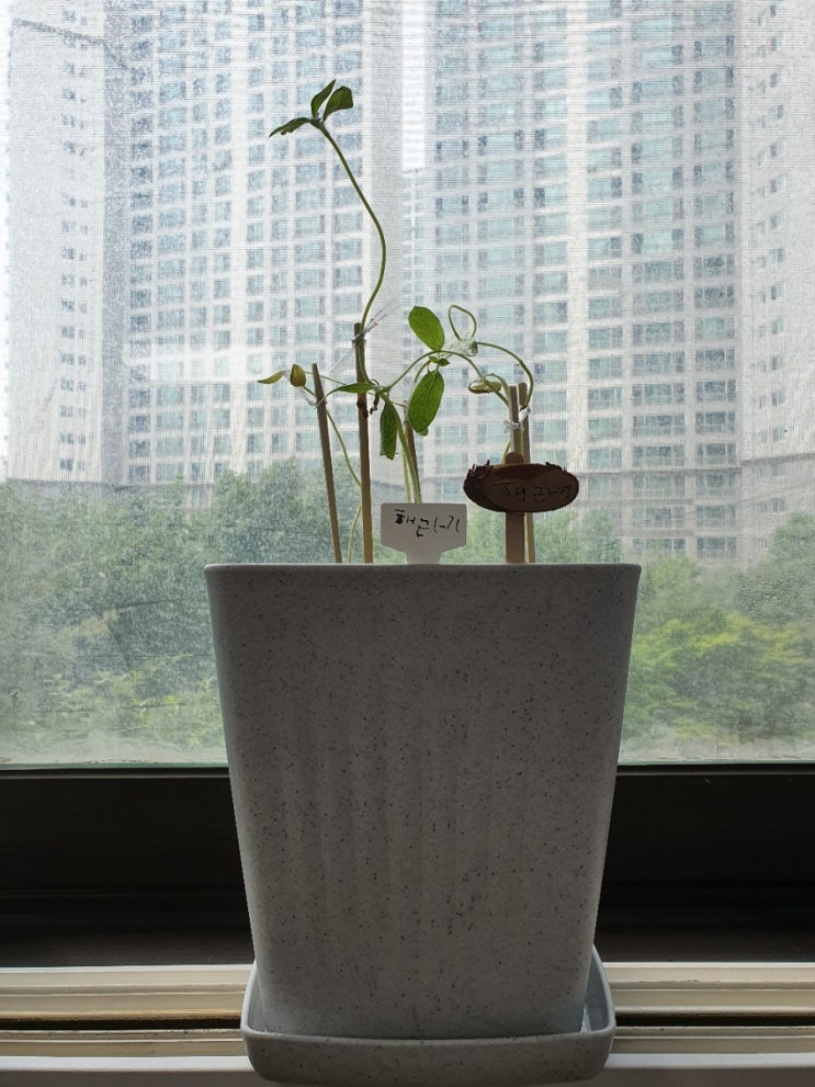  해바라기 성장기-3