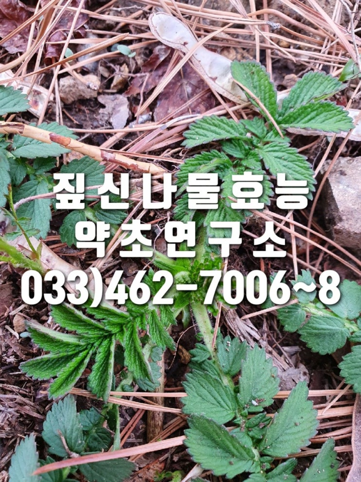  짚신나물 효능
