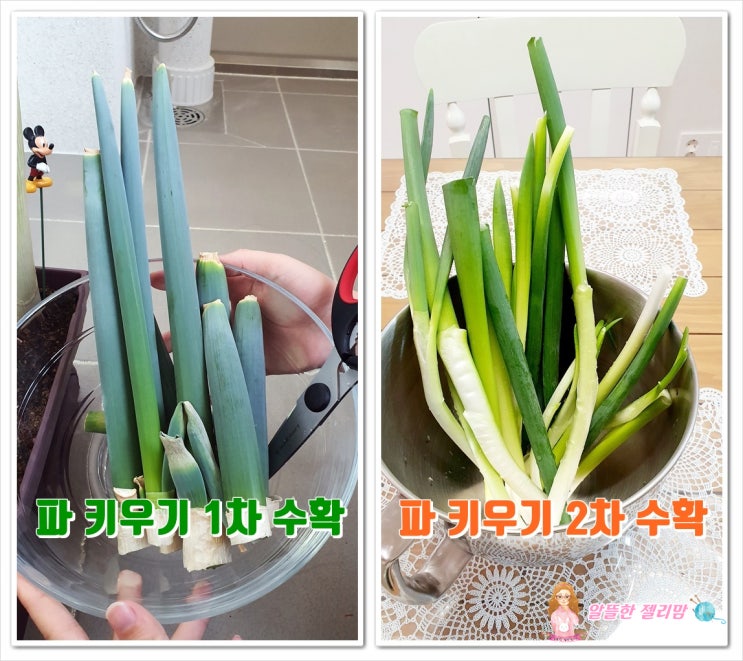  1번째 대파 키우기 vs 2번째 대파키우기 맛과 결과물의 차이는? 알뜰한젤리맘
