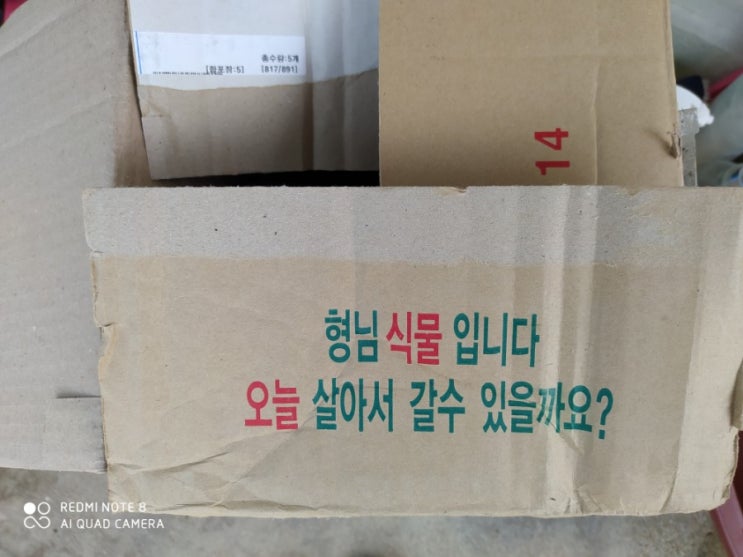  "갑조네" 에서 식물 구매했어요.
