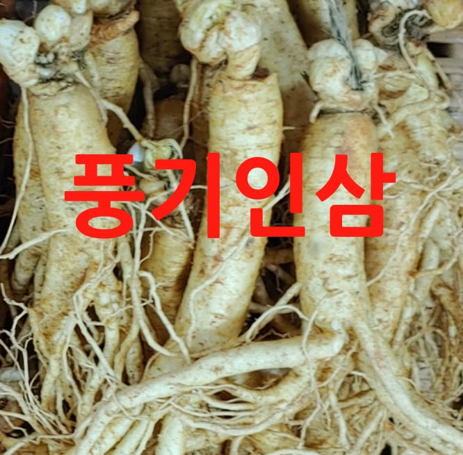  풍기인삼 알아봅시다.