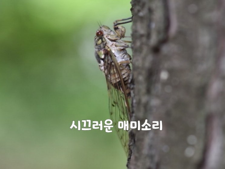  이명증상.메니에르.이석증 귀를 괴롭히는것들!