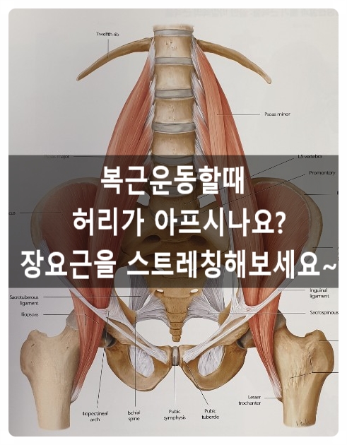 (인계동pt)허리통증 장요근이 원인일수도 있습니다!