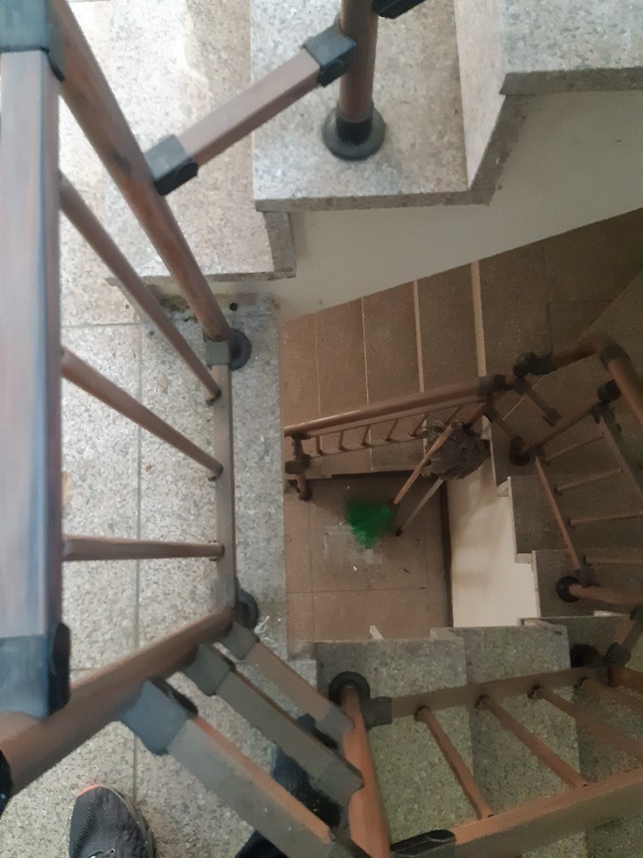  양천구 목동 빌라 계단 청소 현장.