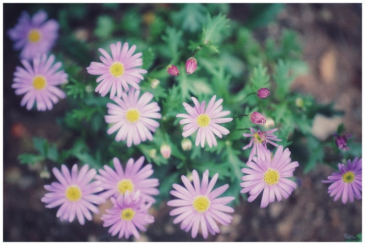  토요일 산책 (a7m3 + 탐론 70-180/2.8)
