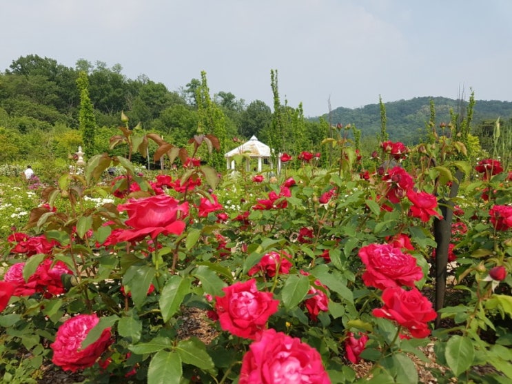  구로 산책 나들이: 6월의 푸른수목원 장미맛집
