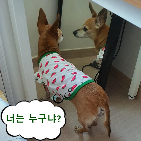  댕댕이의 일상