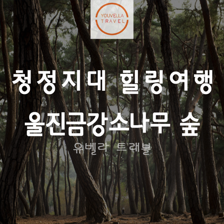  [부산출발] 울진금강소나무 숲 1박2일 힐링 투어여행 동백꽃필무렵촬영지 구룡포 부산수송버스 포함
