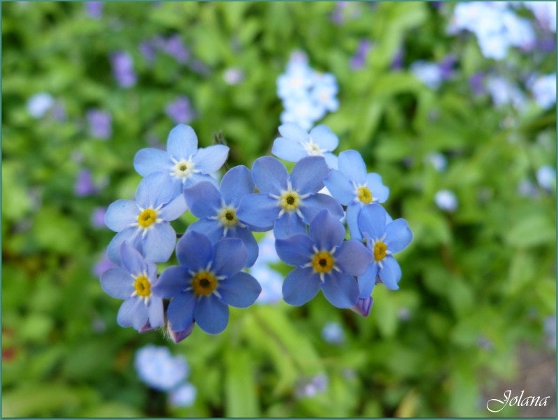Mouloudji - Petite Fleur(귀여운꽃) : 네이버 블로그