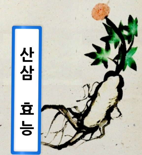  산삼효능 알아봅니다.2번째
