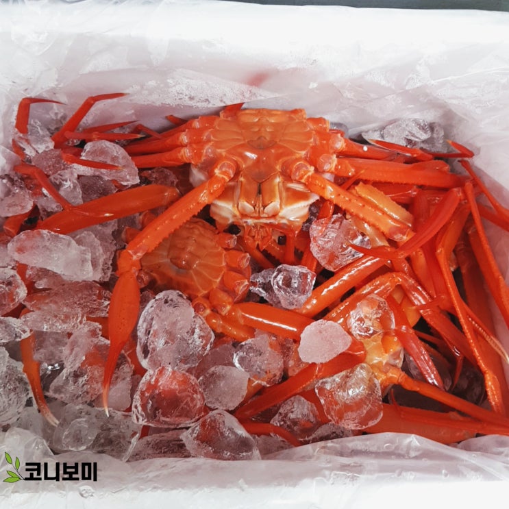 너의 이름은 홍게 너의 이름은 홍게