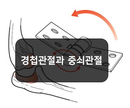  형태에 따른 윤활관절의 분류 1부:경첩관절, 중쇠관절