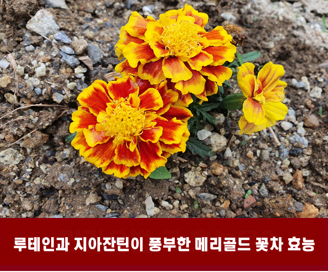 메리골드 (마리골드, 금잔화) 효능 루테인과 지아잔틴 풍부한 꽃차 가격은? 4
