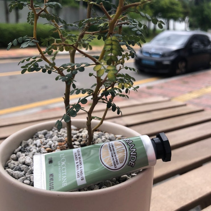  마오리소포라