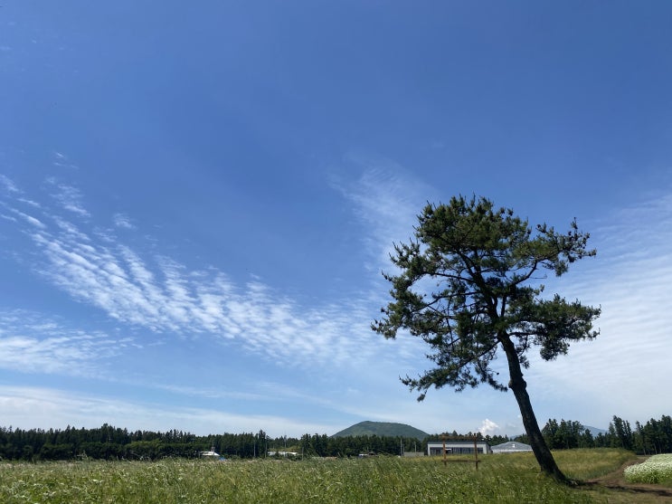 제주 표선 볼거리 보롬왓 깡통기차 솔직후기... 제주 표선 볼거리 보롬왓 깡통기차 솔직후기...