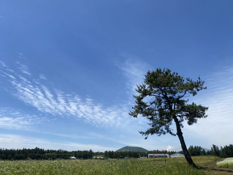 제주 표선 볼거리 보롬왓 깡통기차 솔직후기...