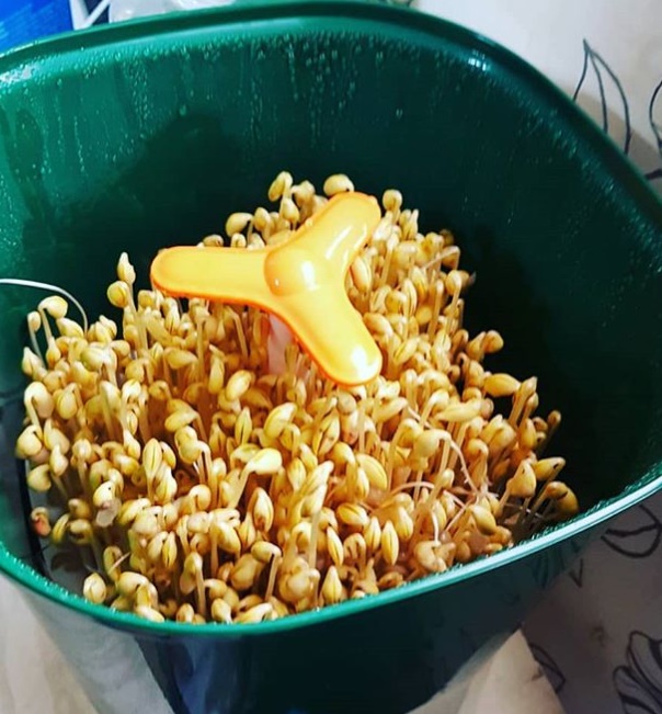 자이글 콩나물 재배기, 우리집에 무공해 농장 만드세요