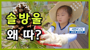 솔방울 따기 놀이(?) 브이로그vlog 일일농부 서연서 고령 경북 고령군 솔방울 따기 놀이(?) 브이로그vlog 일일농부 서연서 고령 경북 고령군