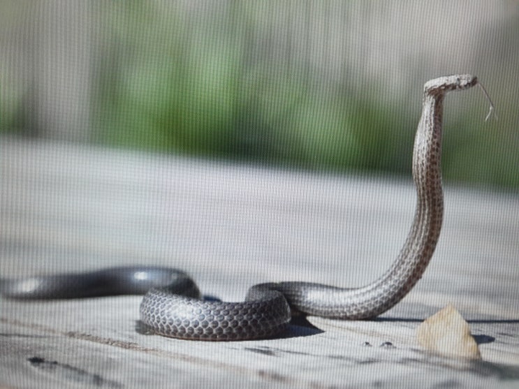 뱀태몽, 검은뱀꿈,죽은뱀꿈 관련 모든해석