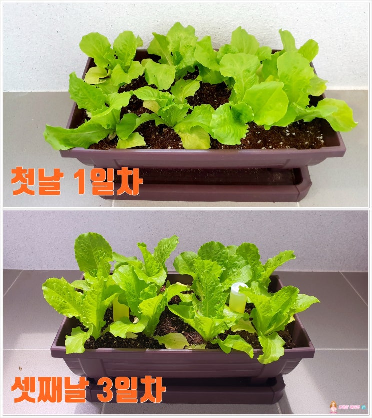  베란다텃밭) 상추키우기 & 텃밭화분 추천 알뜰한젤리맘