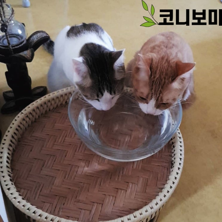 코니보미 일상 0602 코니보미 일상 0602