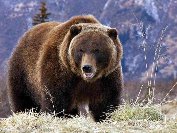 생물도감] 코디악 베어 - 최강의 곰은 나야 : 네이버 블로그