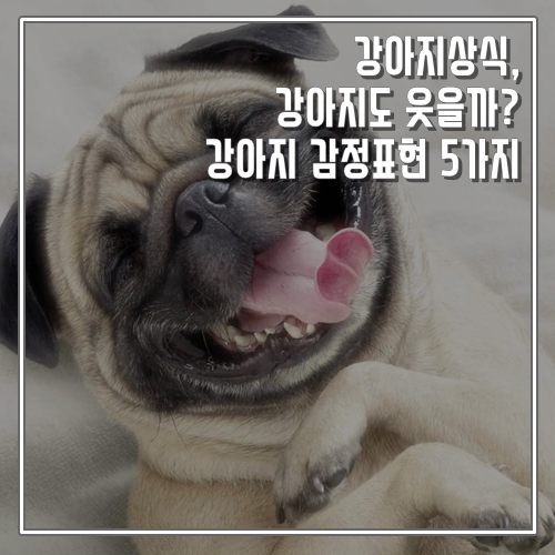  강아지상식, 강아지도 웃는다. 감정 표현 다섯 가지