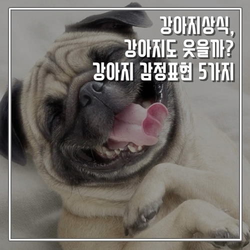 강아지상식, 강아지도 웃는다. 감정 표현 다섯 가지