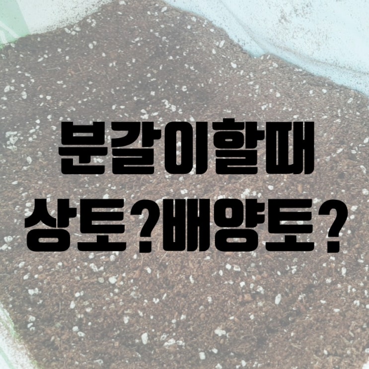  상토 배양토 중에서 분갈이에 필요한 흙은?