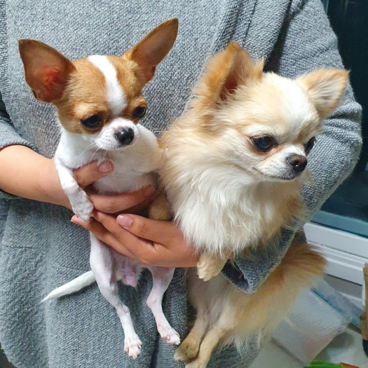  [장모치와와 교배] 단모치와와 덤보가 시집왔어요!