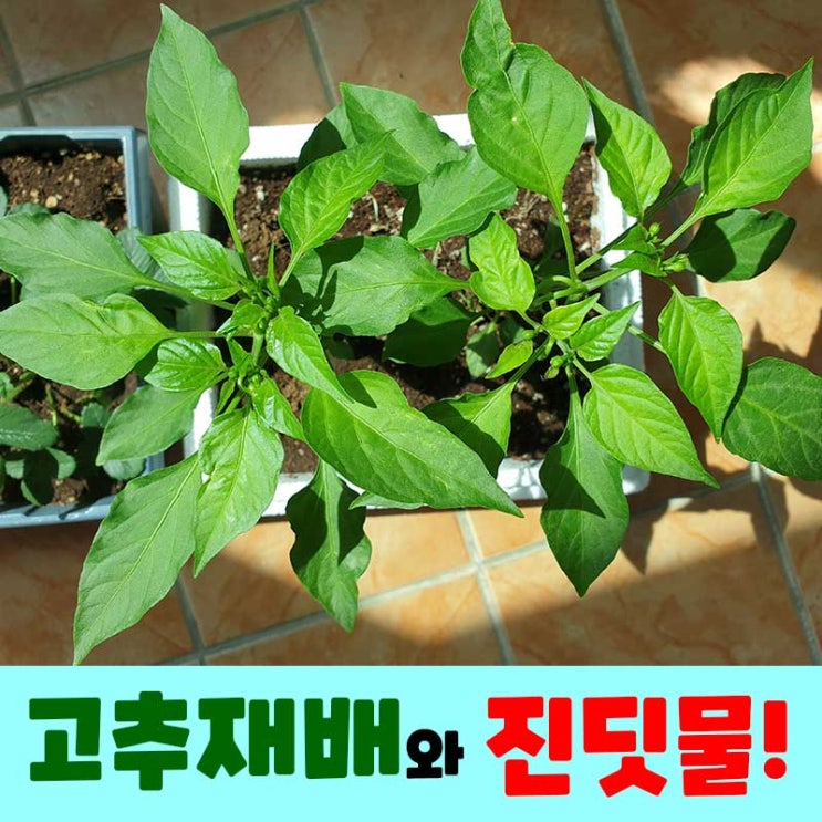  고추재배를 고민중이라면? 진딧물과 사투중입니다