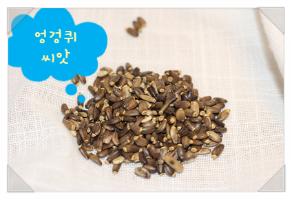  이유없이 피곤한 하루에서 벗어나고 싶다면!! 뉴트리 코어 밀크씨슬