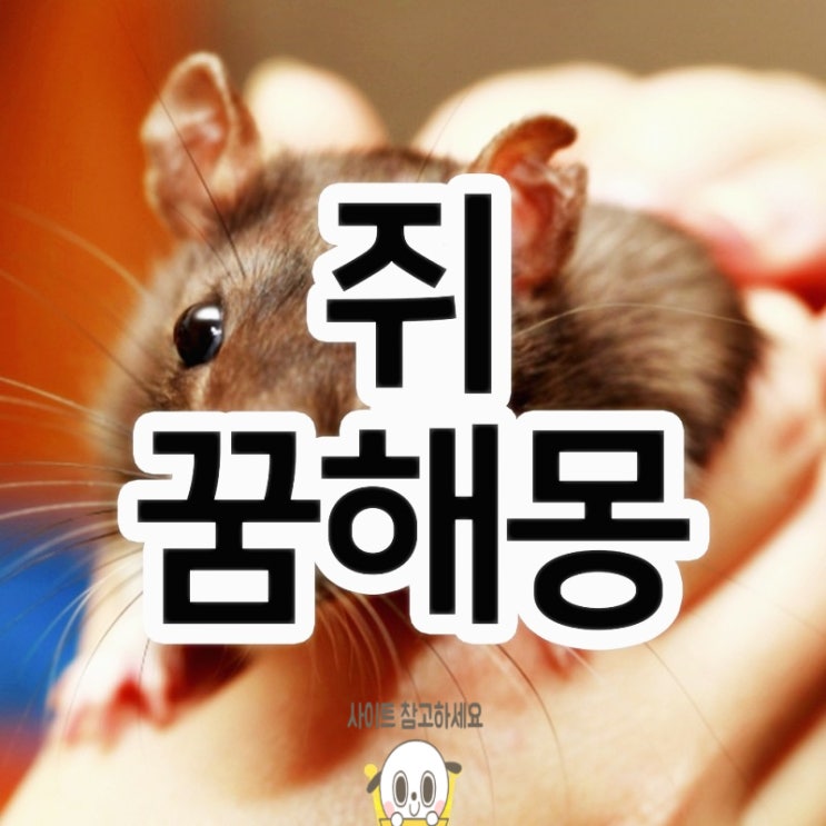  쥐꿈 쥐를 잡는 흰 검은쥐가 나오는꿈 해몽