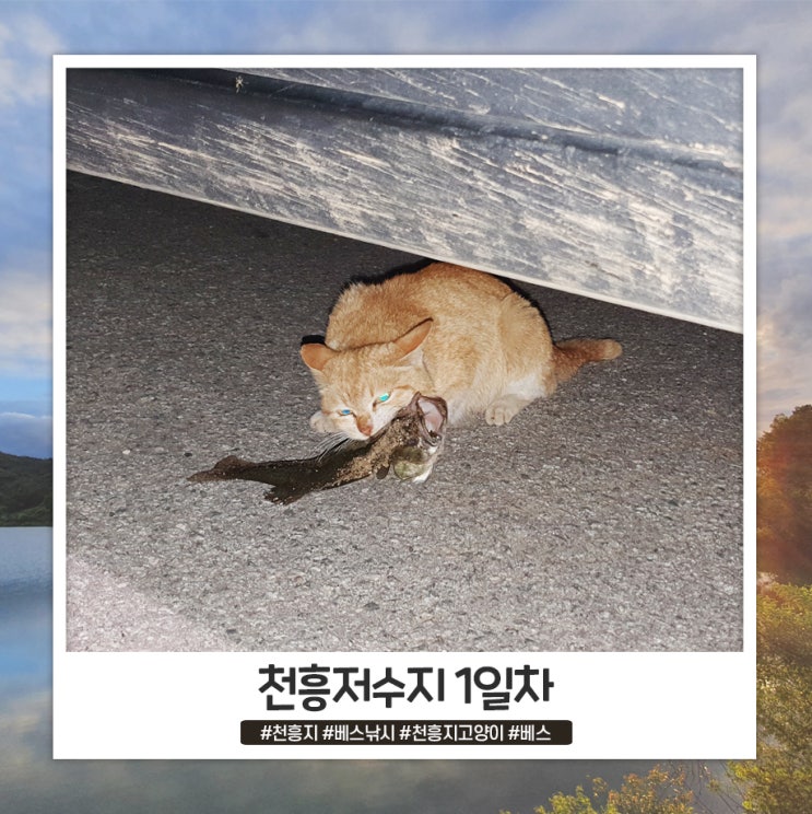 천안 낚시 할만한곳 천흥지 베스 낚시 천안 낚시 할만한곳 천흥지 베스 낚시