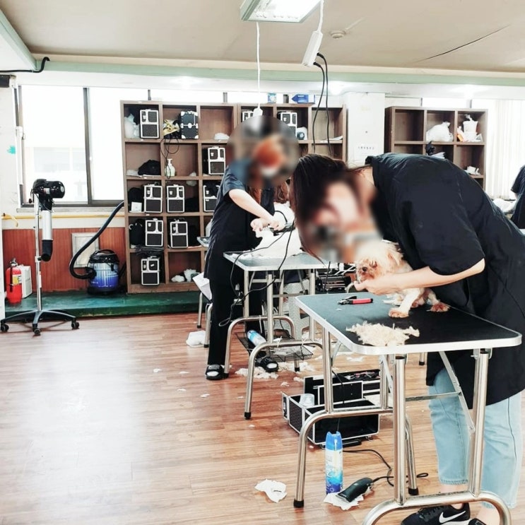  반려견스타일리스트 <국제애견미용학원> 애견미용자격증 취득