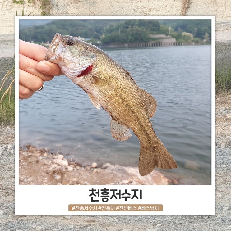 천흥저수지 베스 낚시 고양이와 함께한 이틀째 천흥저수지 베스 낚시 고양이와 함께한 이틀째