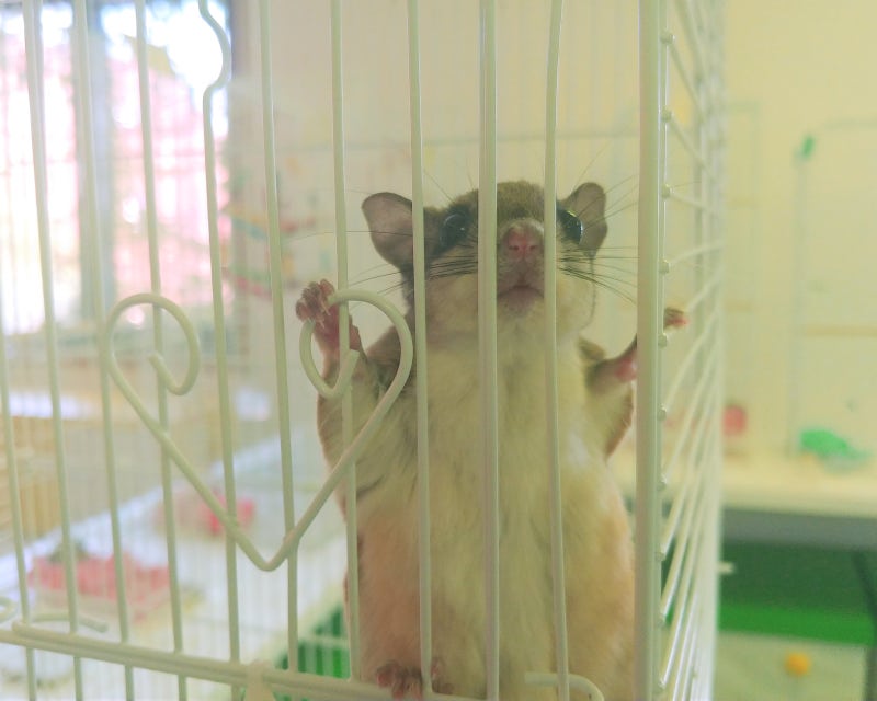 하늘다람쥐 분양 받는 방법, 주의 사항과 꿀팁! : 네이버 블로그