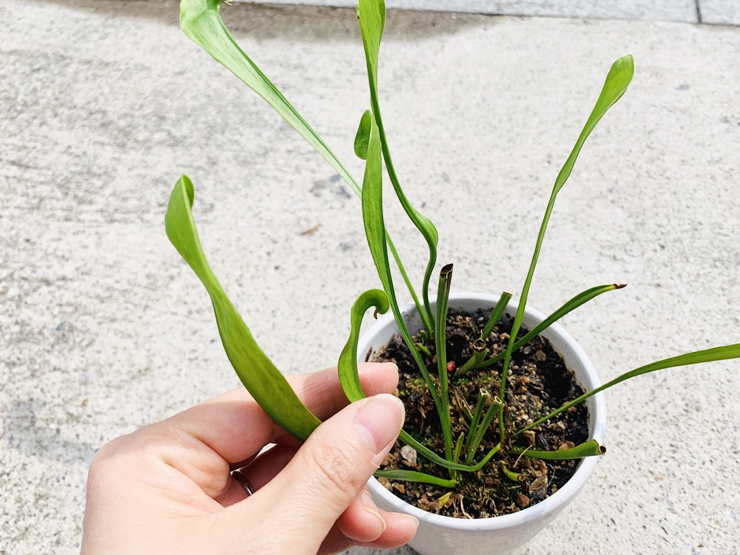  죽은 줄 알았던 사라세니아가 쑥 올라왔어요(역시 생명력 좋아요!)