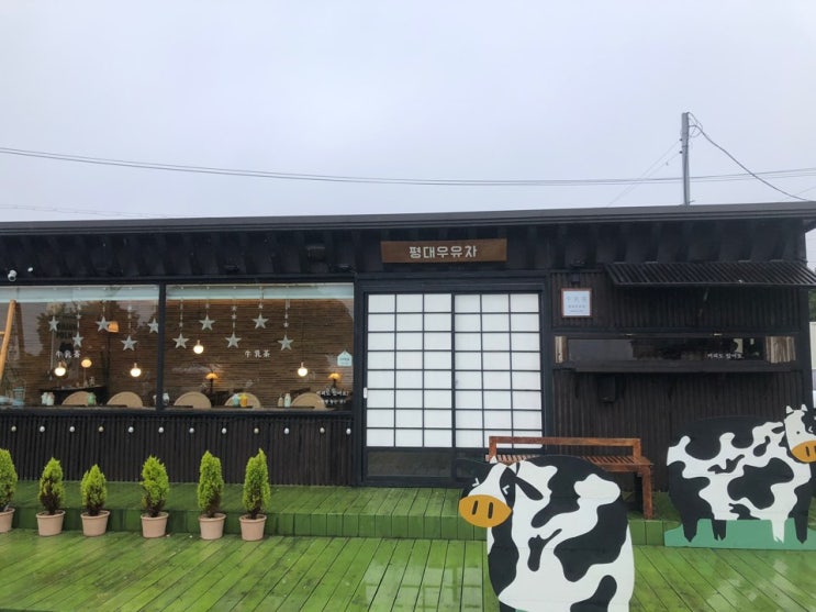 제주도 우유밀크티, 카페 맛집 '평대우유차'