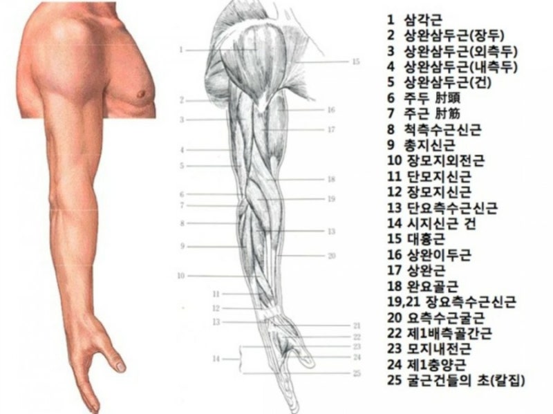 신체에 관한 꿈 ㅡ 팔 꿈, 팔 관련 꿈해몽