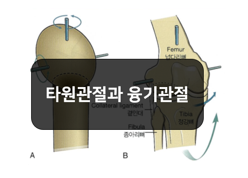  형태에 따른 윤활관절의 분류 2부:타원관절, 융기관절